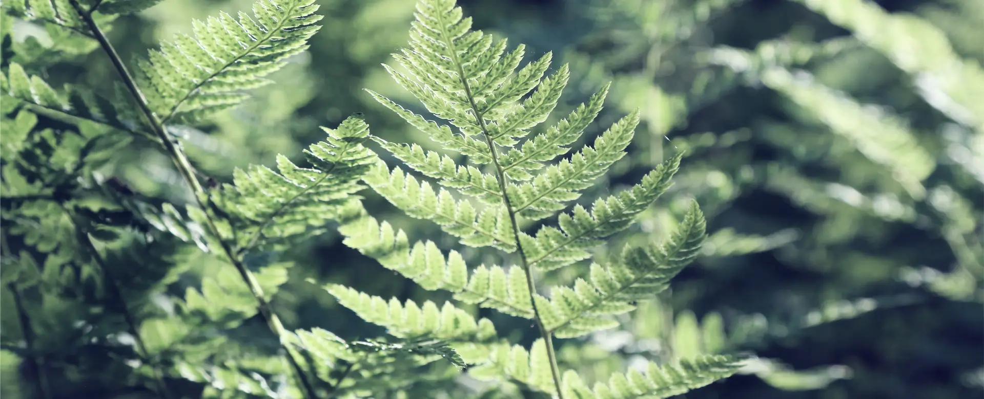 Fasten-Retreats und Waldbaden – Deine Wellness-Oase im Grünen
